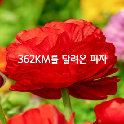 362KM를 달려온 피자 두 판