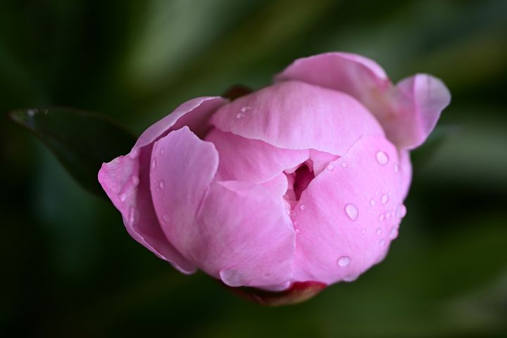 같은 꽃을 보더라도