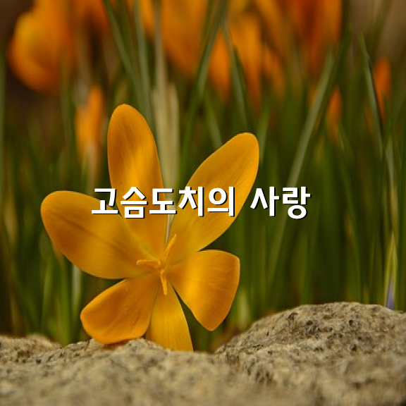 고슴도치의 사랑