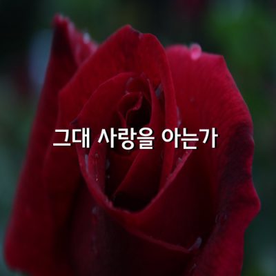 그대 사랑을 아는가