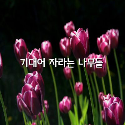 기대어 자라는 나무들