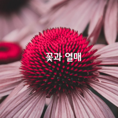 꽃과 열매