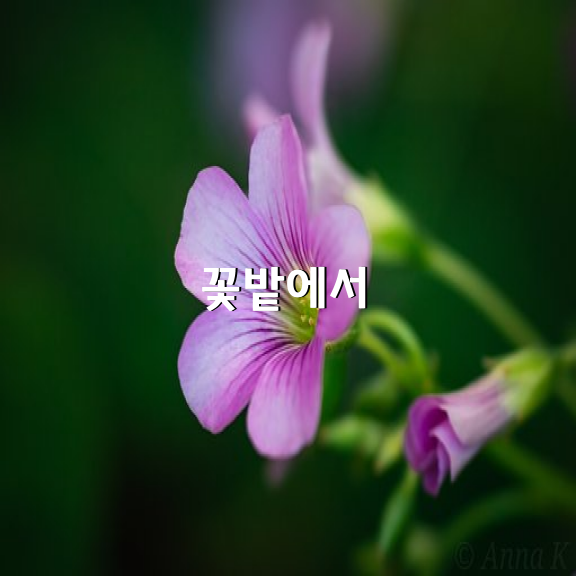 꽃밭에서