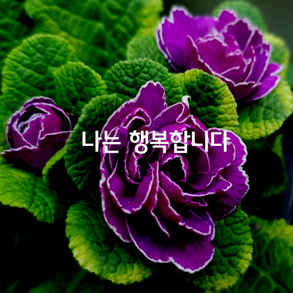 나는 행복합니다