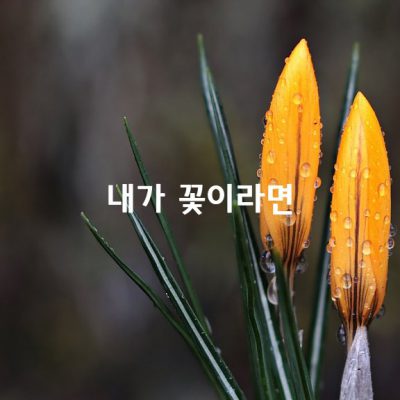 내가 꽃이라면 / 윤보영