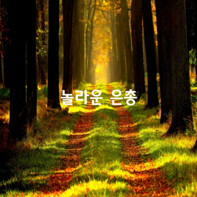 놀라운 은총(Amazing Grace)