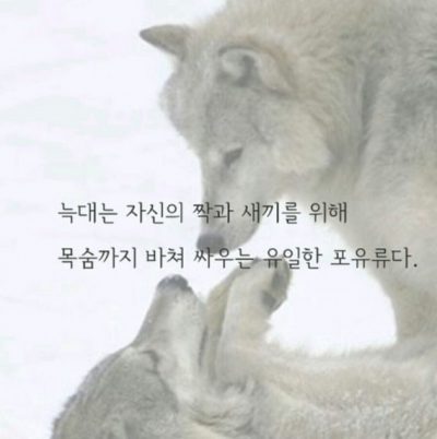 늑대같은 남자를 만나라 