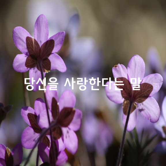 당신을 사랑한다는 말이었습니다