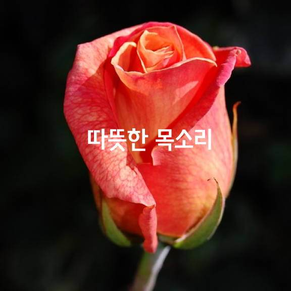 당신의 따뜻한 목소리