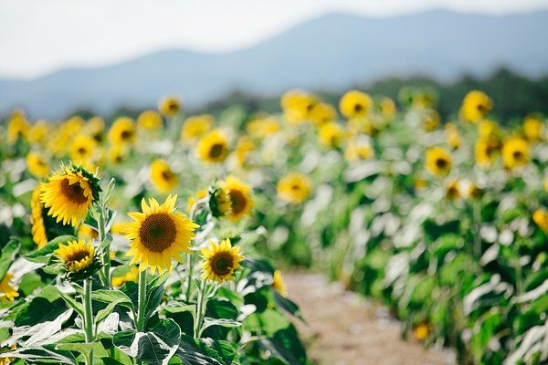 돈이 필요 없는 자연 건강법 11가지