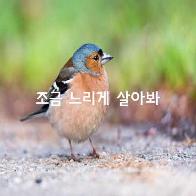 마음이 바빠서 그런거지