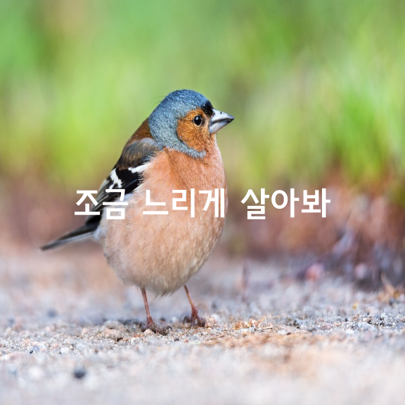 마음이 바빠서 그런거지