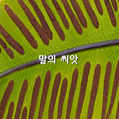 말의 씨앗 / 원재선