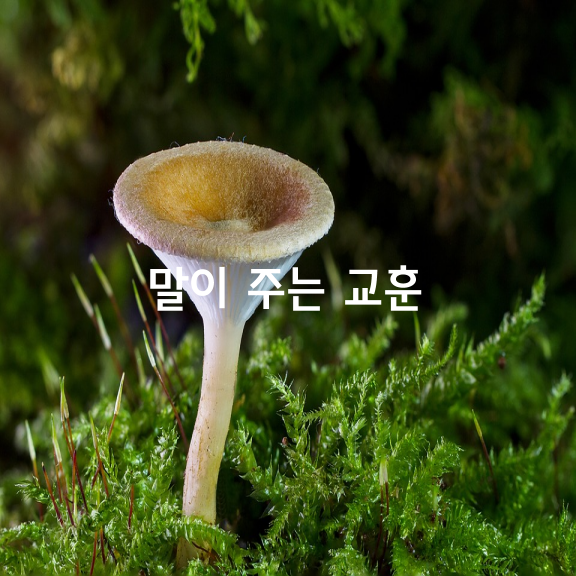 말이 주는 교훈