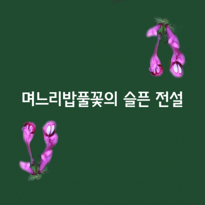 며느리밥풀꽃의 슬픈 전설