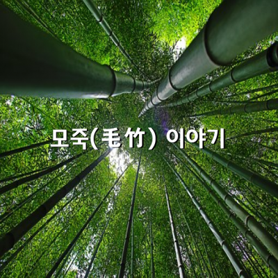 모죽(毛竹) 이야기