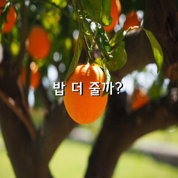 밥 더 줄까?