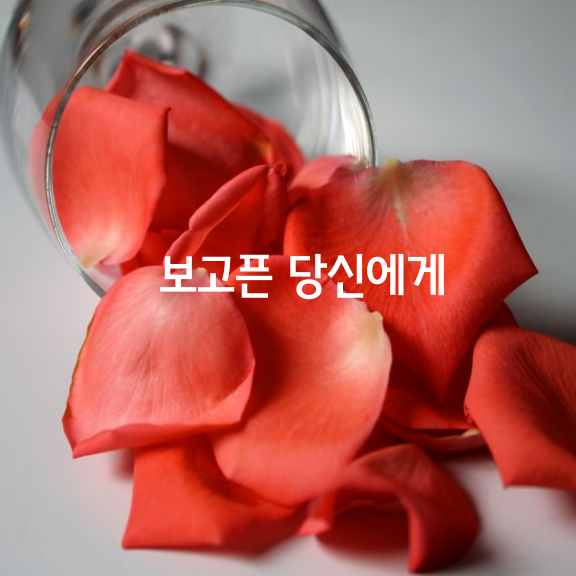 보고픈 당신에게