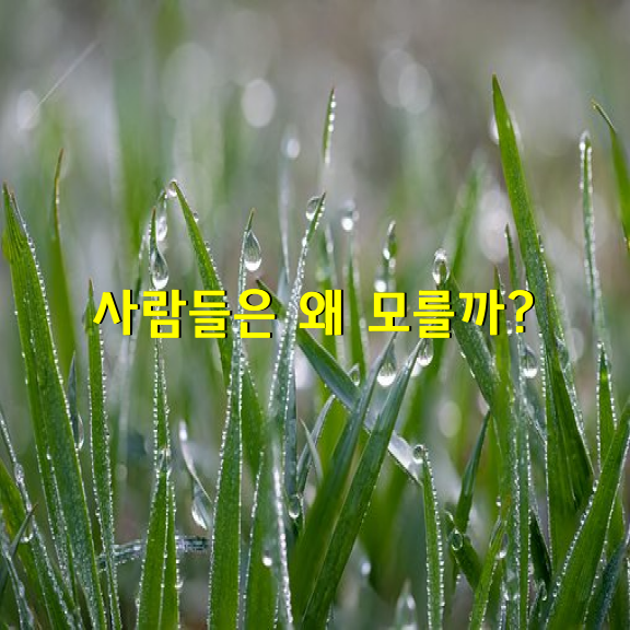 사람들은 왜 모를까?-김용택