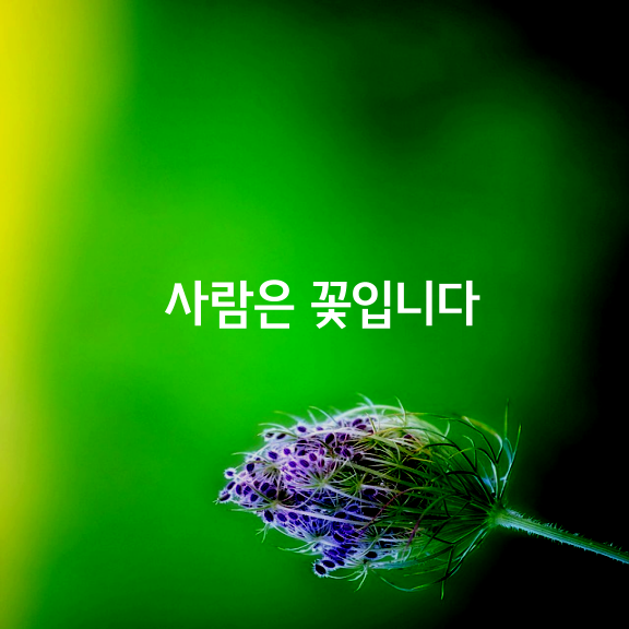 사람은 꽃입니다.