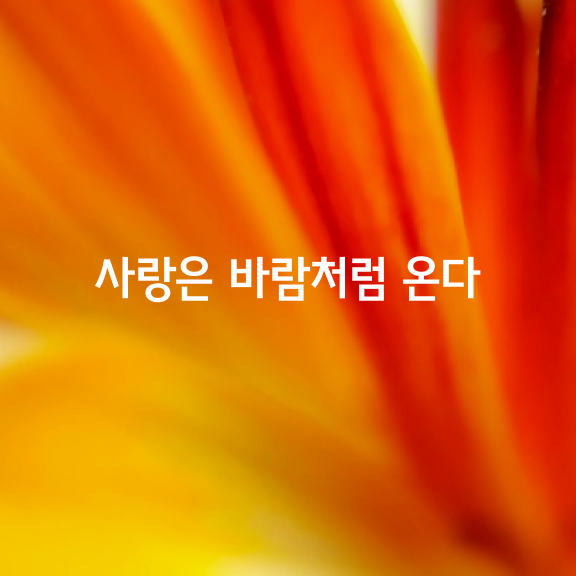 사랑은 바람처럼 온다