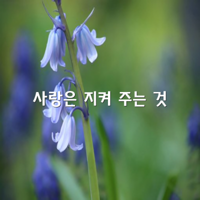 사랑은 소유가 아니라 지켜 주는 것입니다