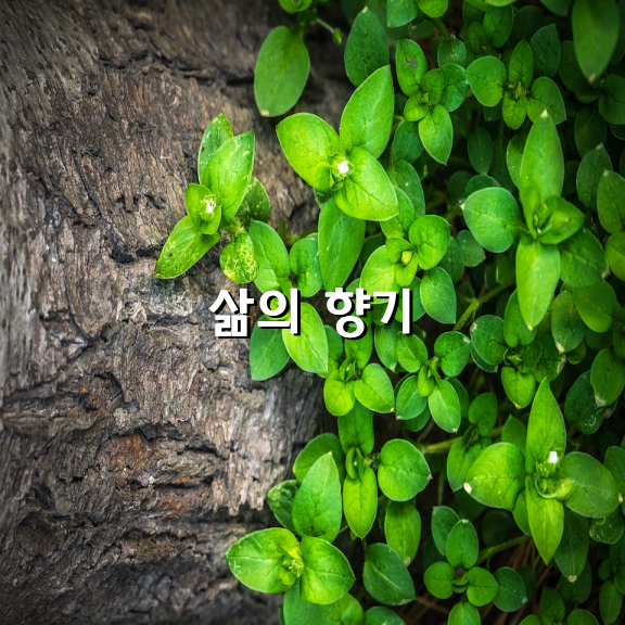 삶의 향기 / 이정하