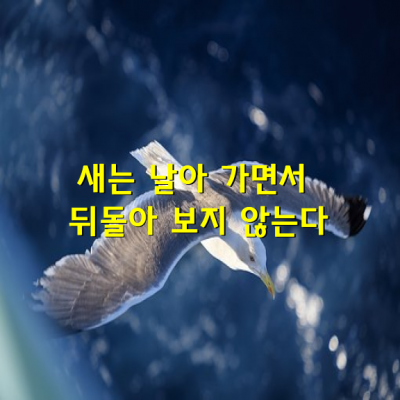 새는 날아 가면서 뒤돌아 보지 않는다