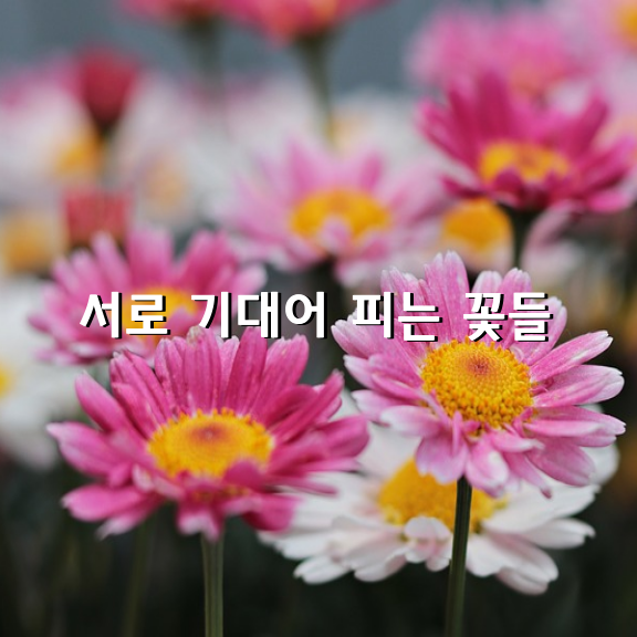 서로 기대어 피는 꽃들! / 김인숙