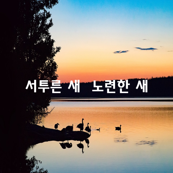 서투른 새  노련한 새