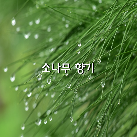 소나무 향기 / 이해인