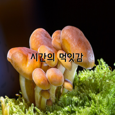 시간의 먹잇감