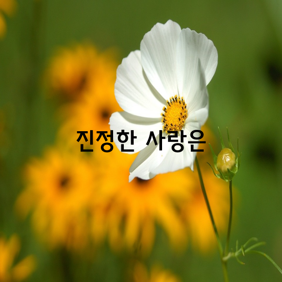 어떤 랍비가 서재에 앉아 있는데 누가 찾아와 문을 두드려 잠시 독서가 끊겼다.