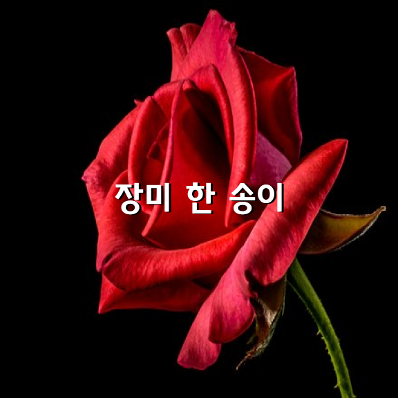 엄마에게 드리는 장미 한 송이