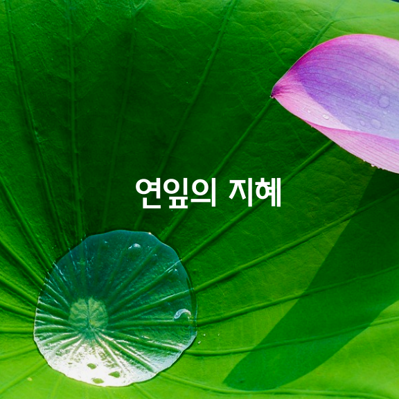 연잎의 지혜