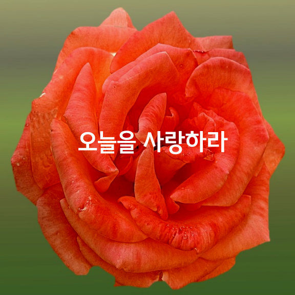 오늘을 사랑하라