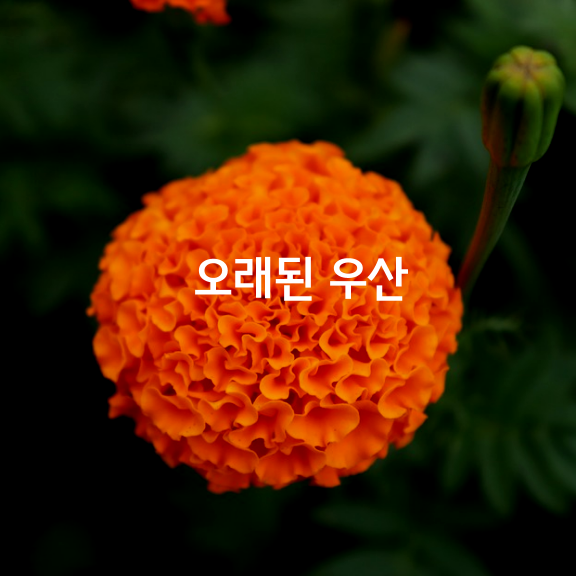 우산