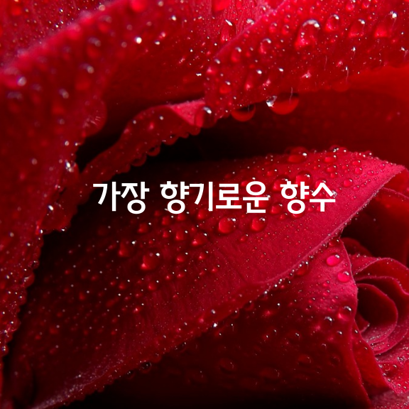 이 세상에서 가장 향기로운 향수는 발칸 산맥의 장미에서(불가리아) 나온다고 한다. 그 가운데 가장 춥고 어두운 자정에서 새벽 2시 사이에 딴 장미에서 최고급 향수가 생산된다. 그 이유는 장미가 그러한 한밤중에 가장 향기로운 향을 뿜어내기 때문이다.