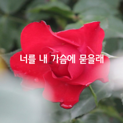 이젠 너를 내 가슴에 묻을래