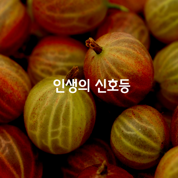 인생의 신호등