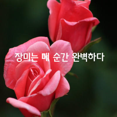 장미는 존재하는 매 순간 완벽하다. 잎 눈이 트이기 전에도 장미의 온 생명은 활동한다. 꽃이 활짝 피었다고 생명 활동이 증가하는 것도 아니고 잎이 떨어져 뿌리만 남았다고 생명 활동이 감소하는 것도 아니다.