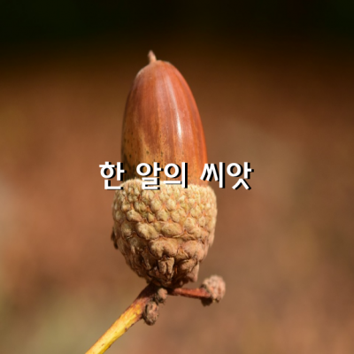 한 알의 씨앗