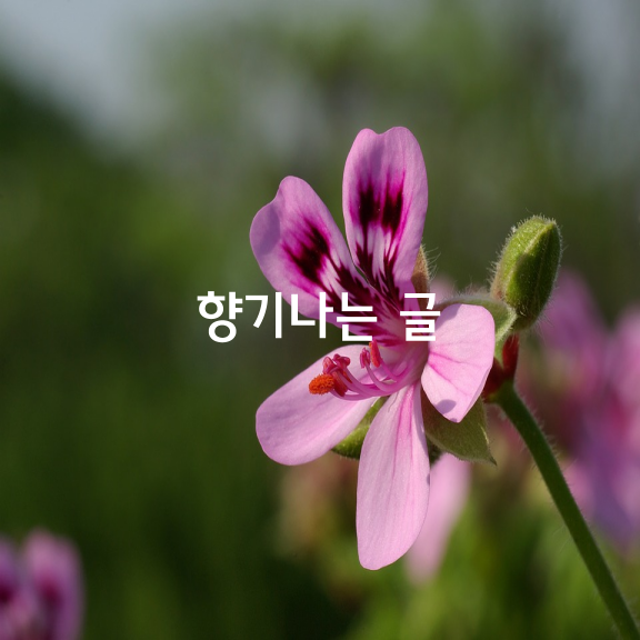 향기나는 글