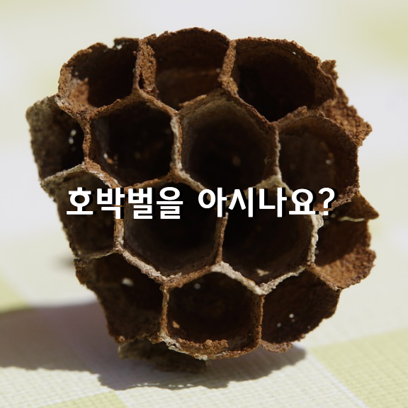 호박벌에 대해 아시나요?