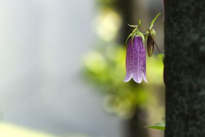 희망 / 정연복