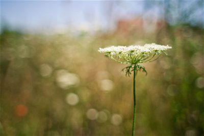 황금인생을 만드는 다섯 가지 부(富)