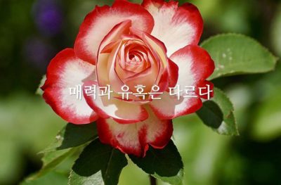 매력과 유혹은 다르다