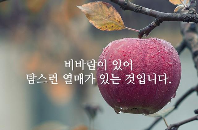 비바람이 있어 탐스런 열매가 있는 것입니다.