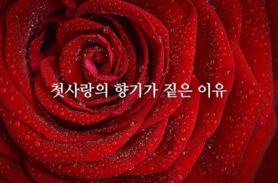 첫사랑의 향기가 짙은 이유