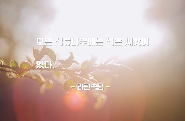 부패함, 석류나무 – 라틴속담